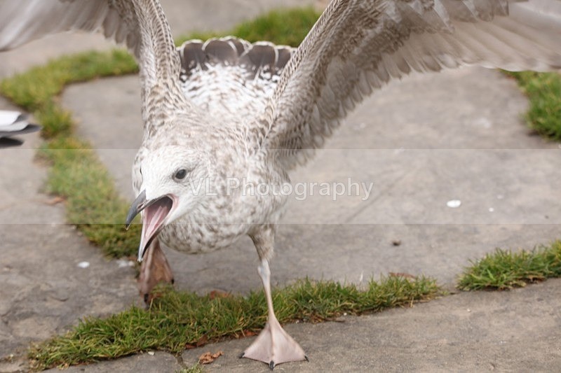 Gull - Animals, Birds etc