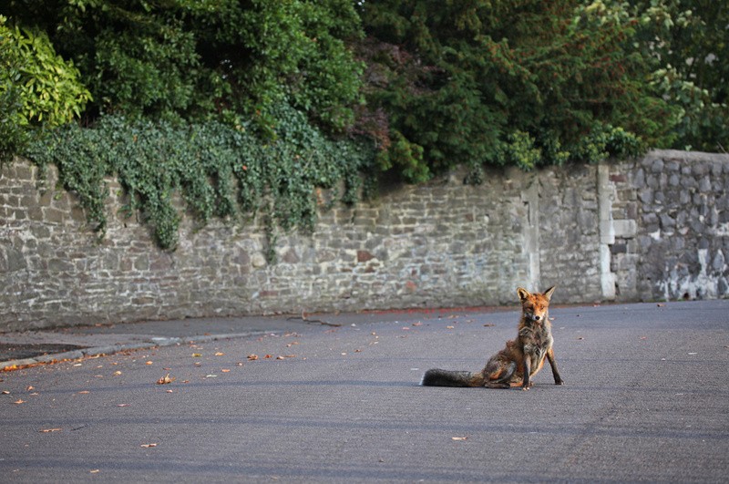 Urban fox in Bristol street_0342 - Urban Foxes, Bristol, Great Britain