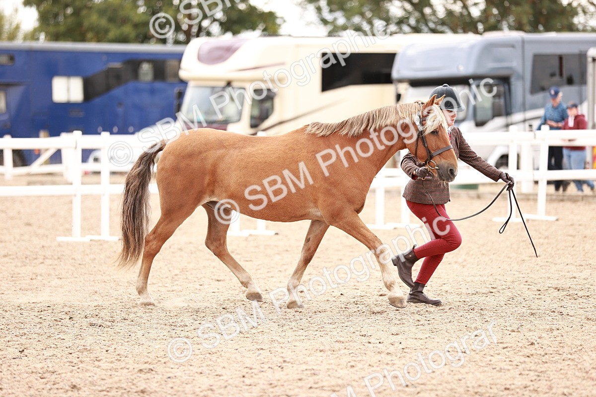 SBM_16891 - Class 415 - Horse-Pony Judge would most like to take home