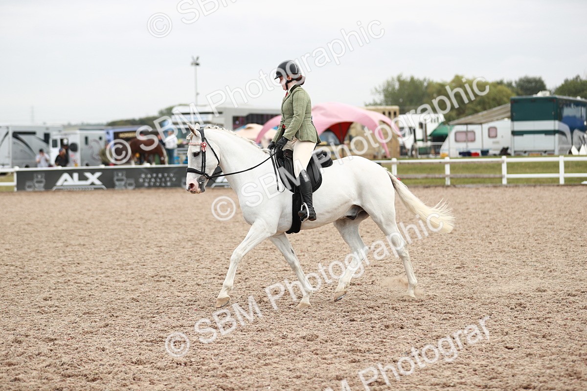 SBM_17623 - Class 215 Ridden Hack/ Riding Horse
