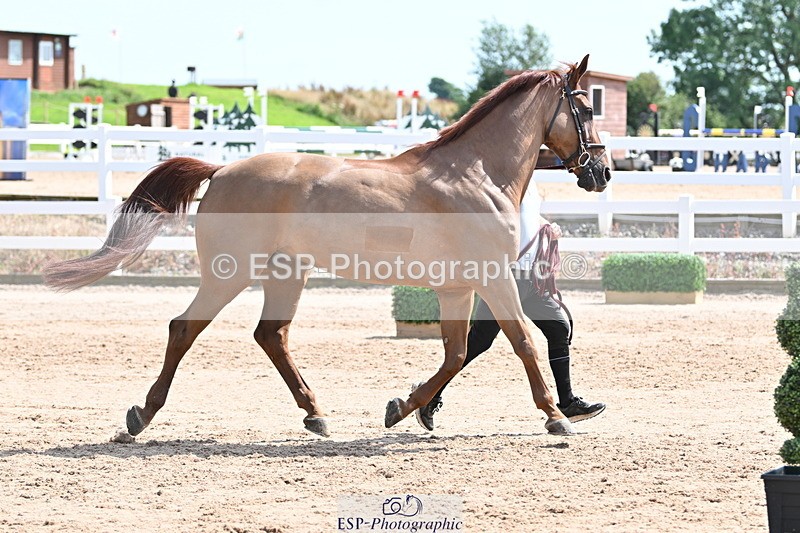 240717A-145952-02411 - Trot Up 2pm to 3pm - This folder is not in time order