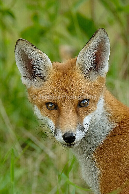  - Wildlife and Nature