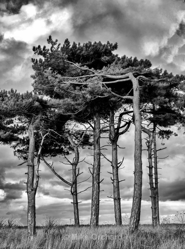 7 Pines_Bawdsey_Suffolk - Landscapes
