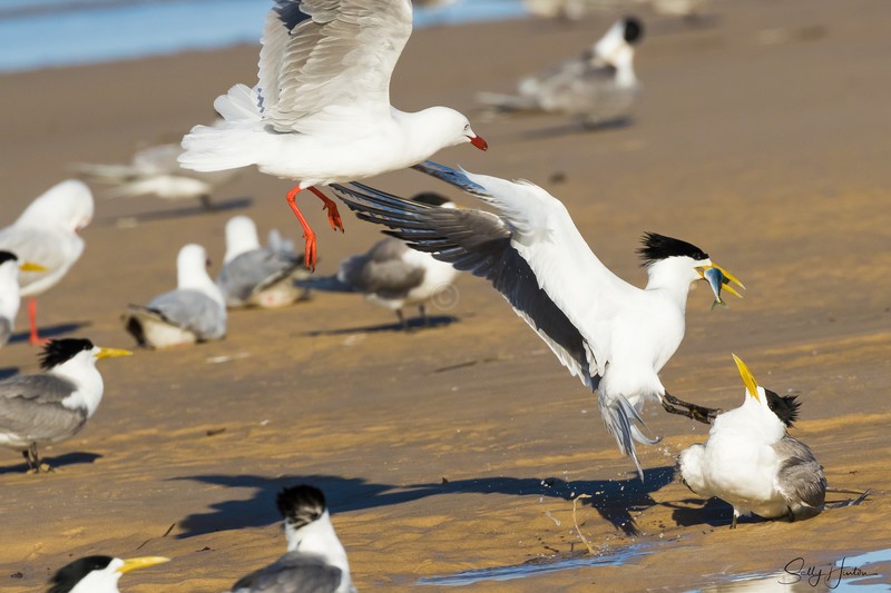 Gull Attack 5