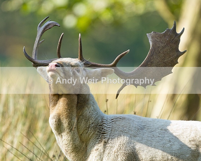 20111015-_MG_7270 - Fallow Deer