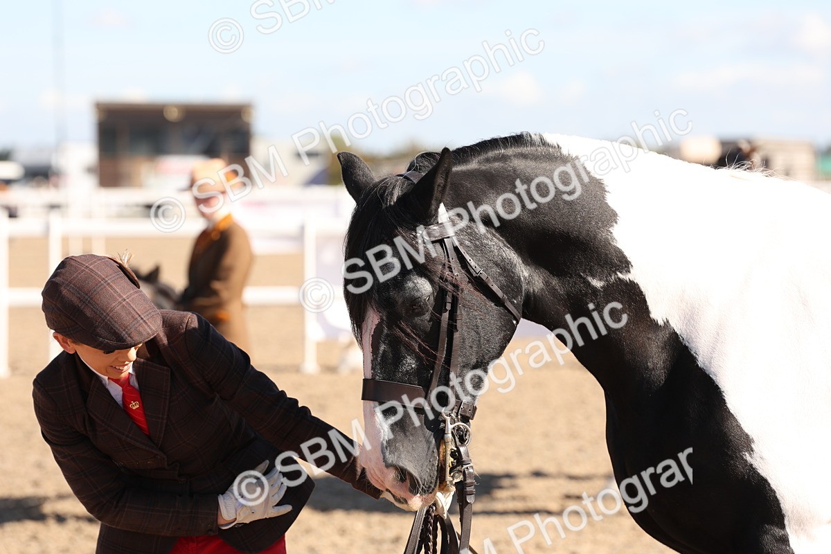 SBM_12952 - Class 206 - IH Non Show Type Pony