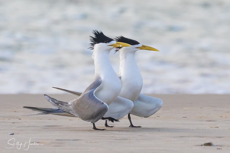 Breeding Pair 4