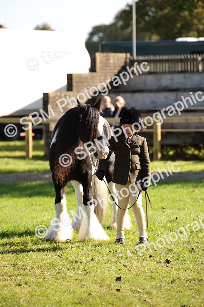 SBM_36599 - S10 - Best In Hand Horse & Pony