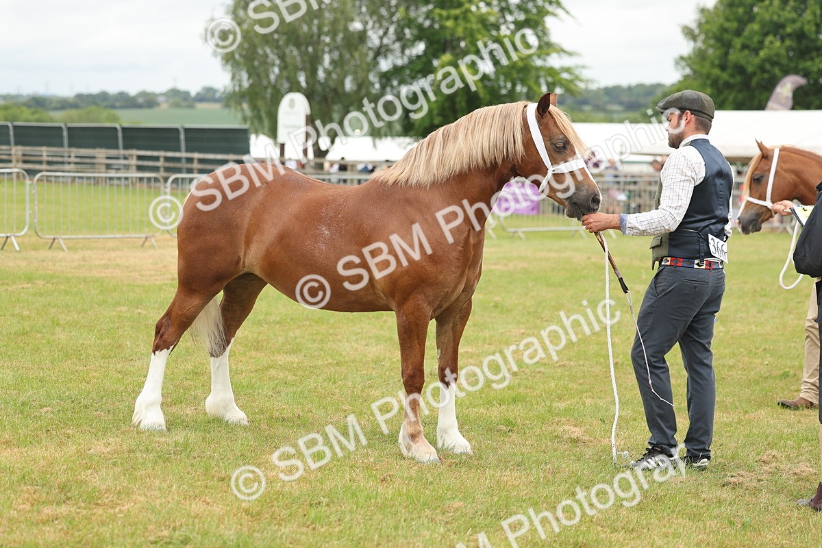 SBM_05016 - Class 50-57 - M&M Welsh Pony In Hand