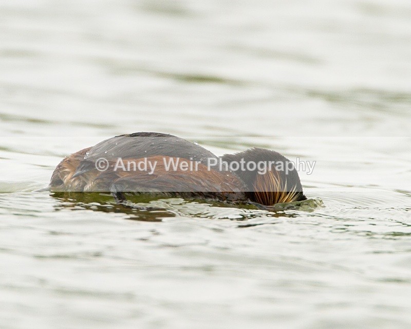 20110416-IMG_3974 - Black-necked Grebe