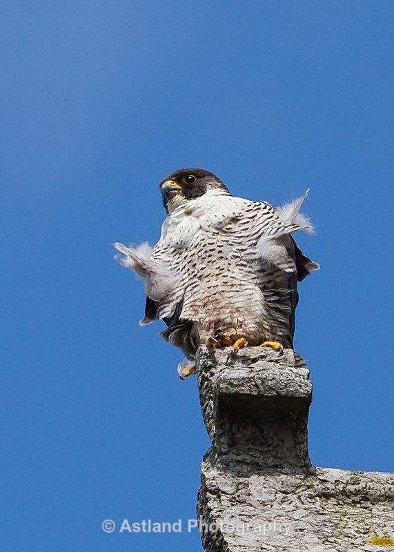 Astland Photography, Bird and Wildlife Images, Susan and Peter Wilson, U.K.