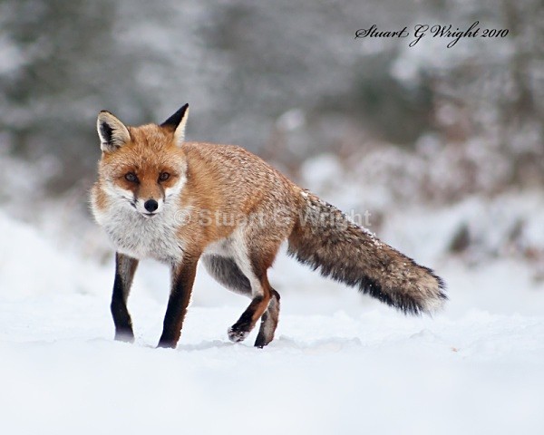 610 - Fox