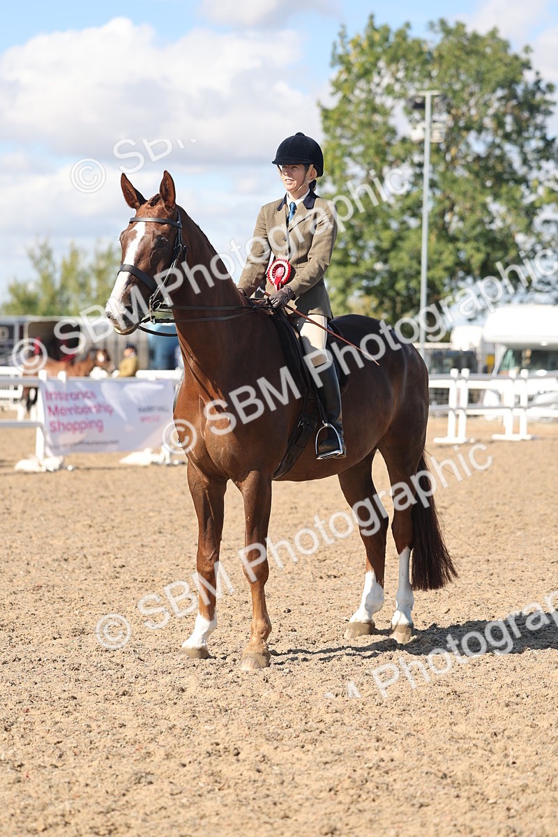 SBM_13107 - Class 305 - Ridden Foreign Breed Pure Bred