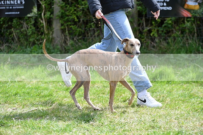 WJ5_9685 - Class 3 Most Handsome Dog
