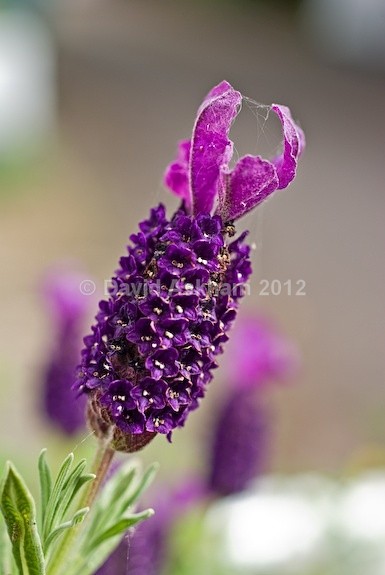 Lavender - Gardens & plants