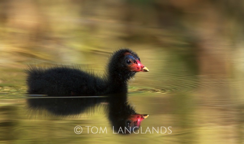 Moorhen Chick - Rails and Crakes