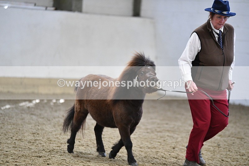 WJ5_5464 - Class 4 In hand M&M - small breeds