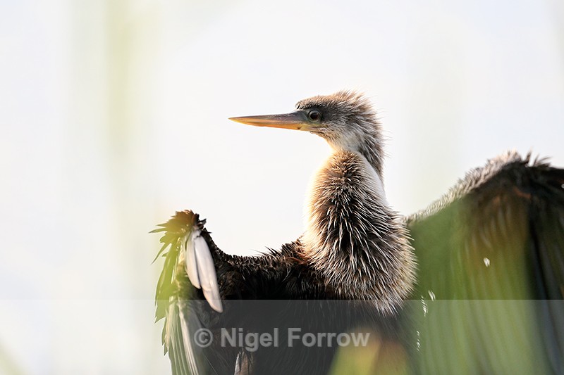 Anhinga (female / immature), Venice Rookery, Florida - Anhinga