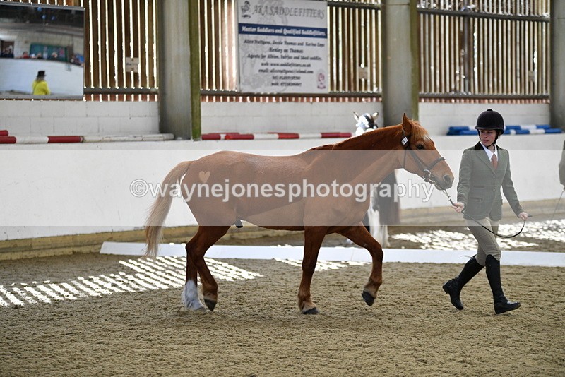 WJ5_4397 - Class 6 In hand M&M - Large Breeds