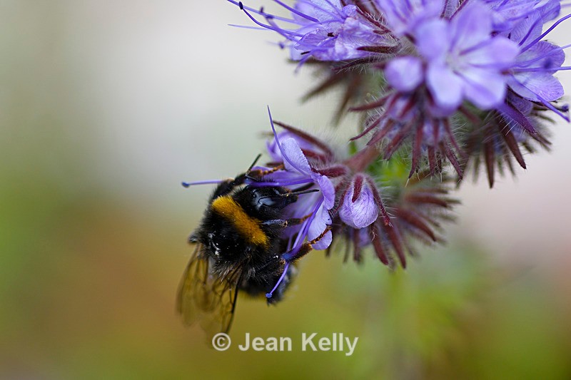 Bee on a  Blue Tansy - 3545_00011 - Insects