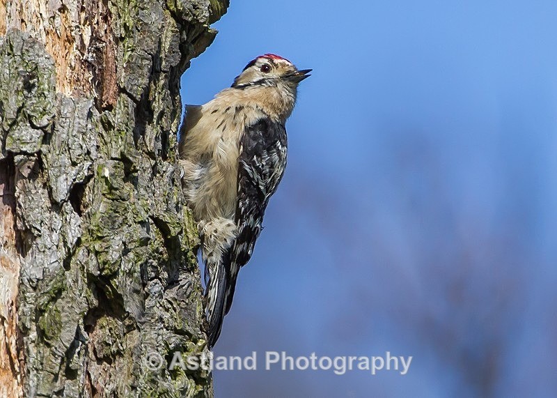 Astland Photography, Bird and Wildlife Images, Susan and Peter Wilson, U.K.