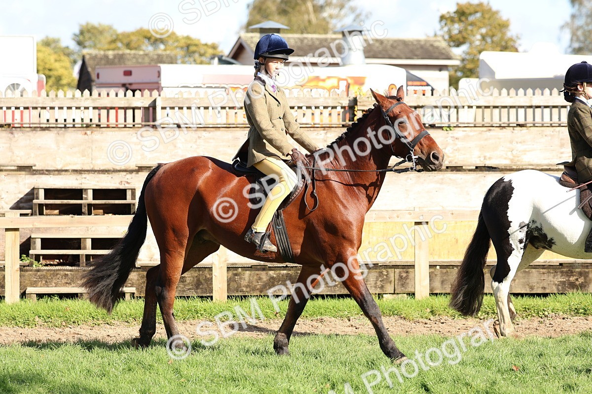 SBM_52327 - S13 - Pony Club Pony