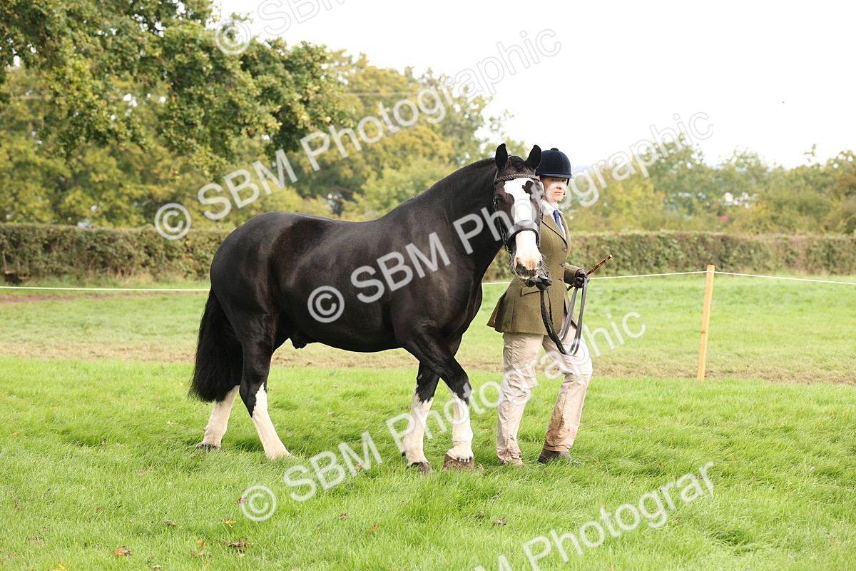 SBM_57478 - S56 - Show Cob in Hand