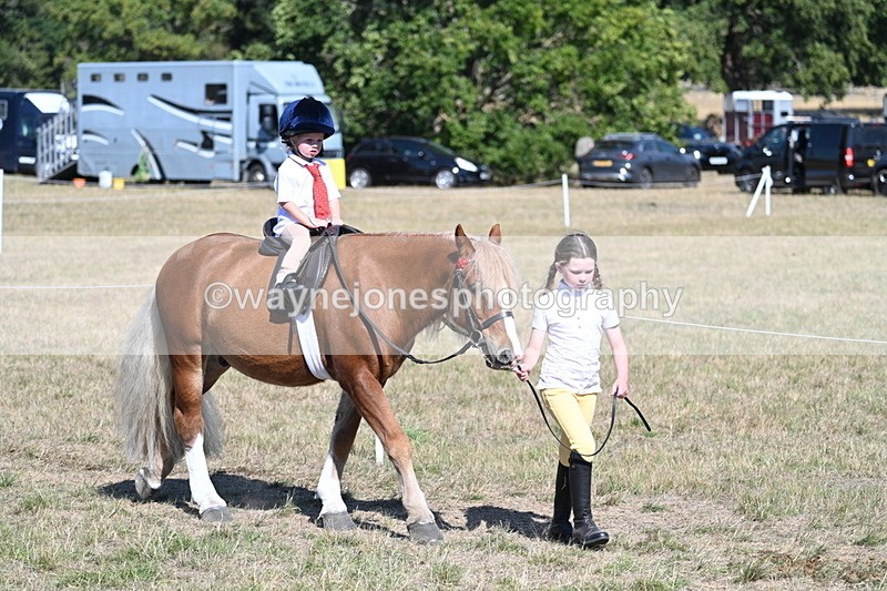 WJ7_1429 - Class 42 Most Handsome Gelding