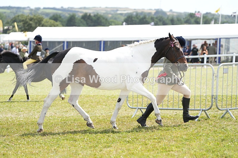 DSC07185 - Coloured Horse In Hand Championship