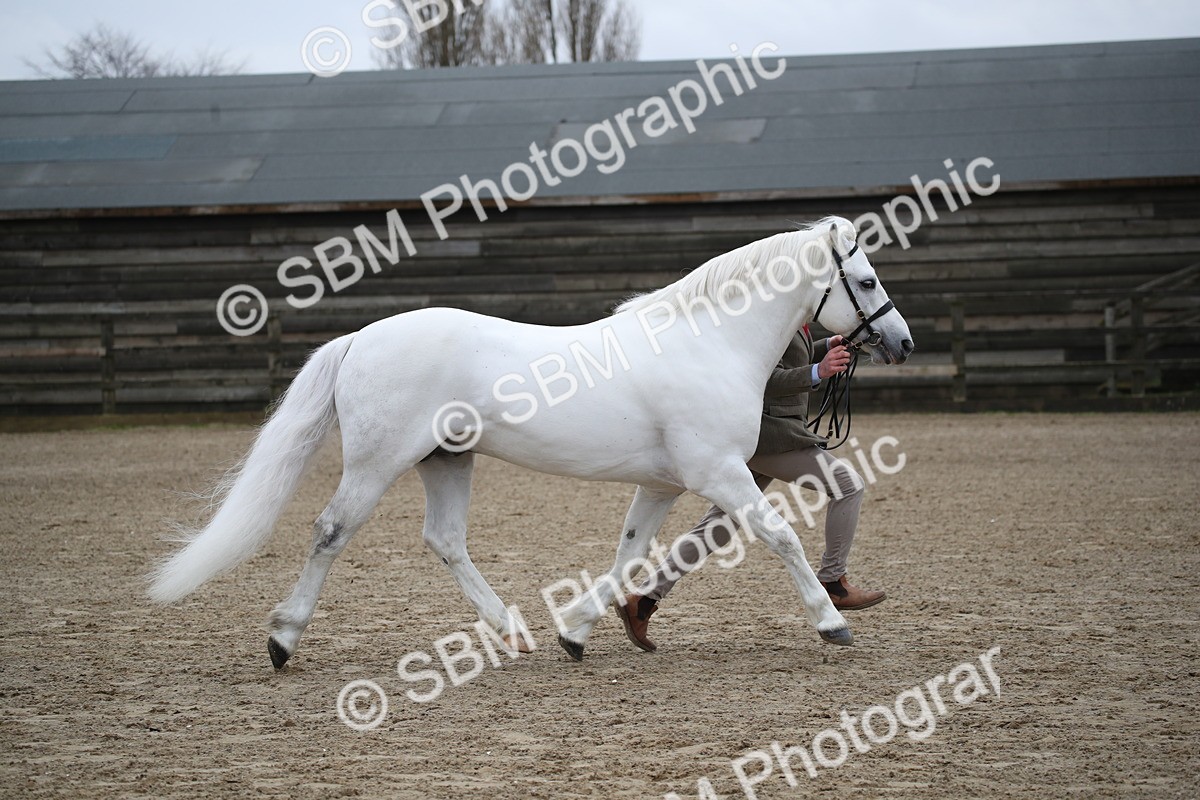 SBM_004097 - Class 1-4 - Young Stock classes Inc. In Hand Championship