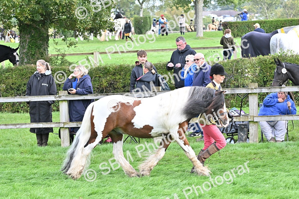 SBM_56916 - S45 - Coloured Pony In Hand