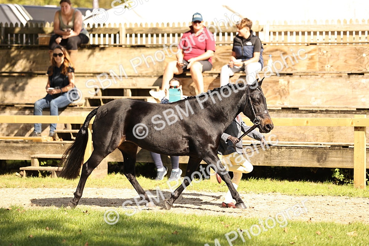 SBM_26155 - S5 - Novice & Newcomers In Hand