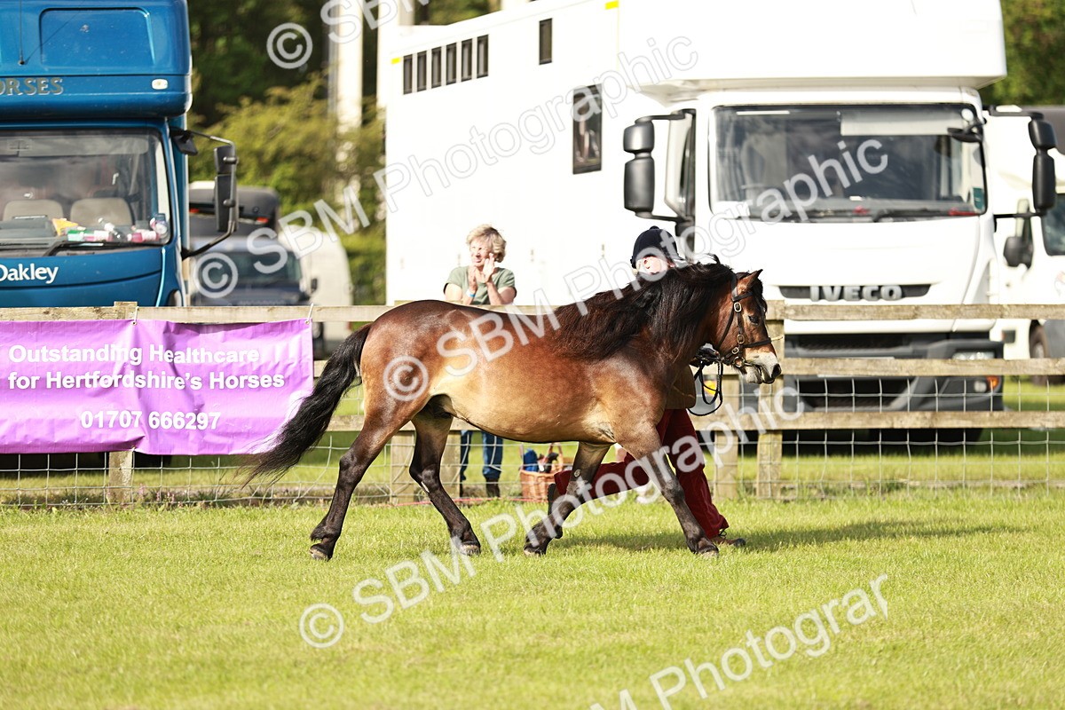 SBM_00574 - Class 14-23 - Mountain & Moorland In Hand Non Welsh