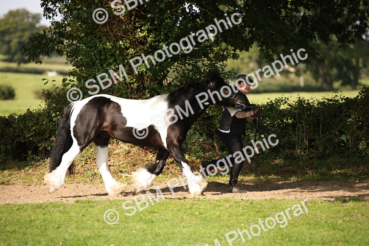 SBM_62197 - S55 - Traditional Cob In Hand