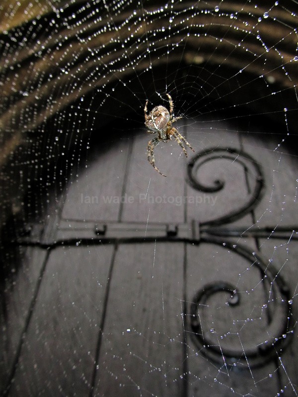  - Insects & Snails, Great Britain