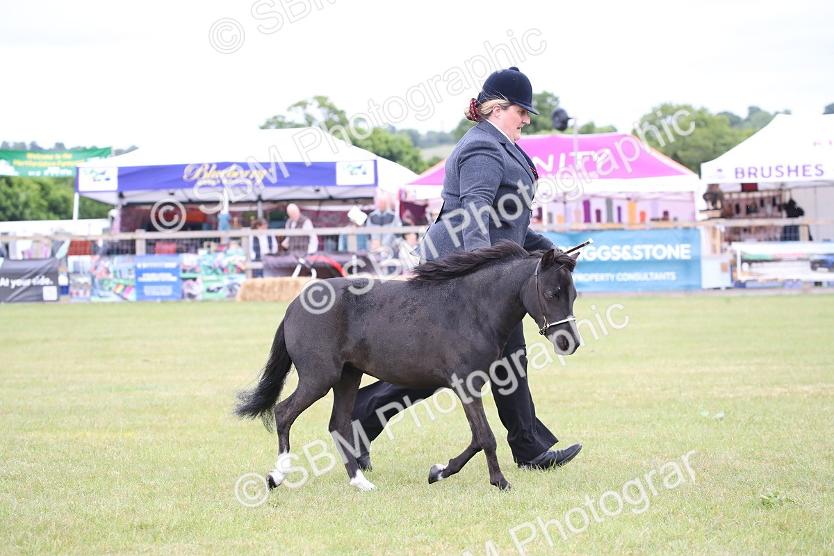 SBM_03523 - Class 23-25 - British Miniature Horse of the Year