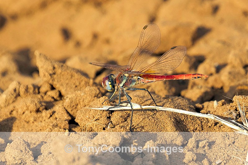 Scarlet-veined Darter - Morocco