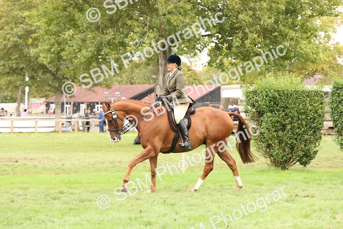SBM_64236 - S65 - Riding Horse & Hack & Thoroughbred Ridden