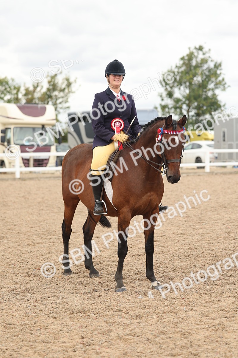 SBM_16071 - Class 311 - Ridden Show pony-Show hunter Pony