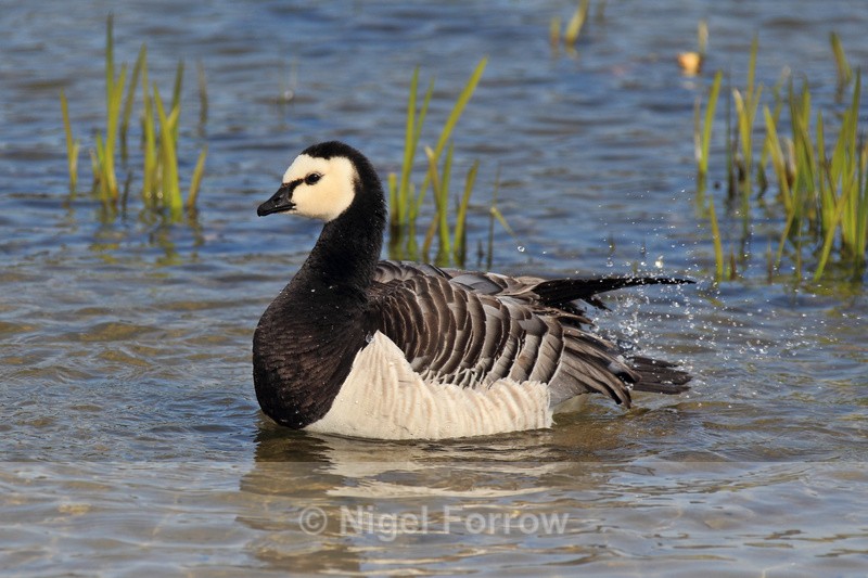 Barnacle Goose splashing about on The Great Water at Leeds Castle - Barnacle Goose
