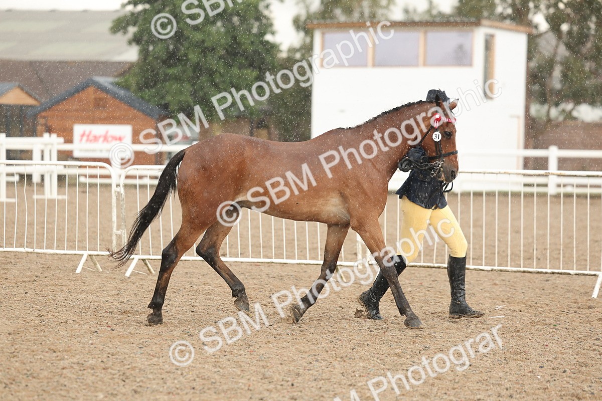 SBM_07737 - Class 27 - IH Competition Horse/Pony