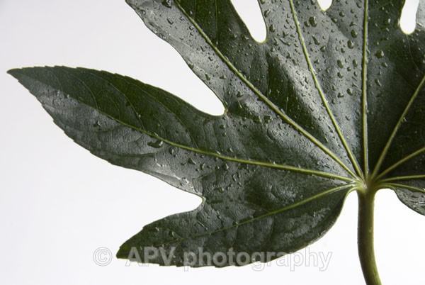 1 - Petals and Leaves