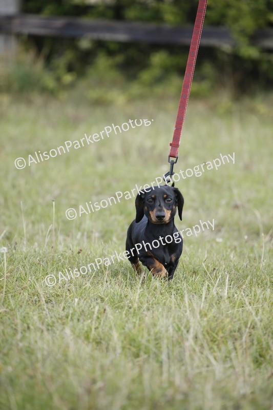 20250831-3747 - Dog Show