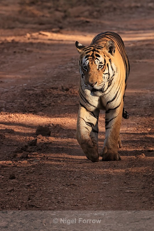 Tiger walking through light and shade, Panna, Madhya Pradesh, India - Tiger