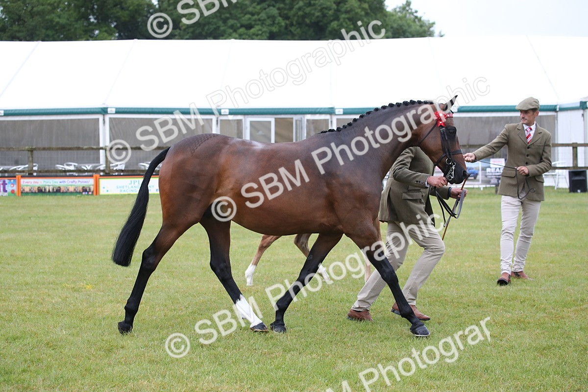 SBM_00161 - Class 17-20 - Arab & Part Bred - Anglo Arab In Hand