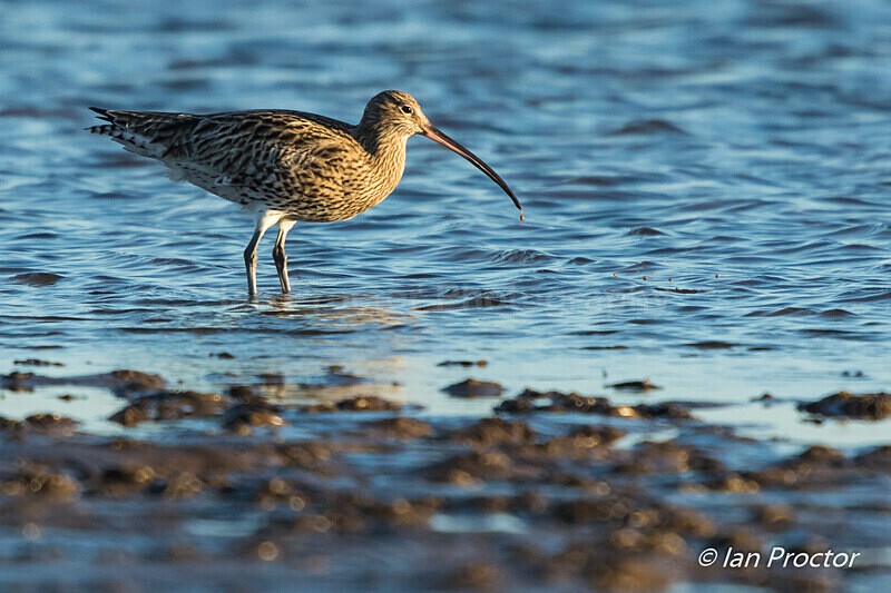 Curlew (Numenius arquata) feeding  - Strangford Lough - 6 of 6 - Nature