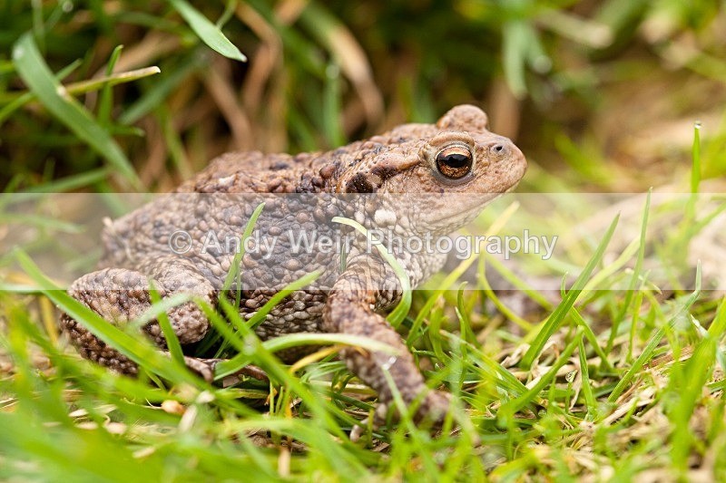 20120311-_MG_9362 - Amphibians