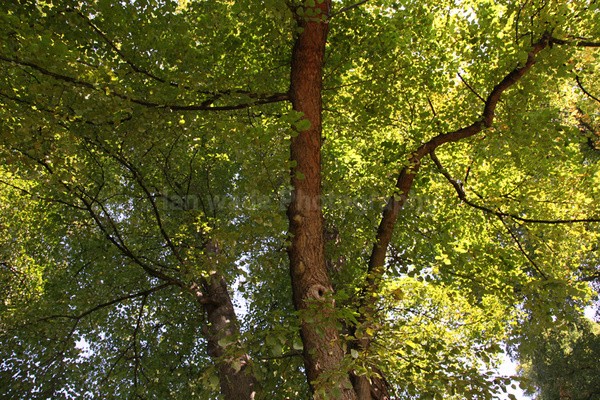 Frenchay Common tree canopy FR _008 - Frenchay care home Collection v