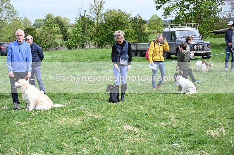 WJ6_8711 - Class 8 Best Working / Gun Dog or Bitch