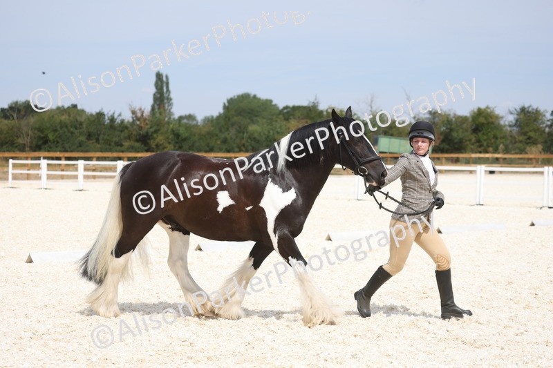 20260802-1489 - Class 16 - Best Horse or Pony
